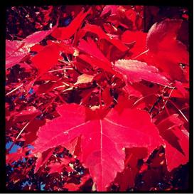 At height of autum, a maple tree in MacArthur Park.
