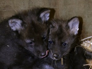 Maned Wolf Pups