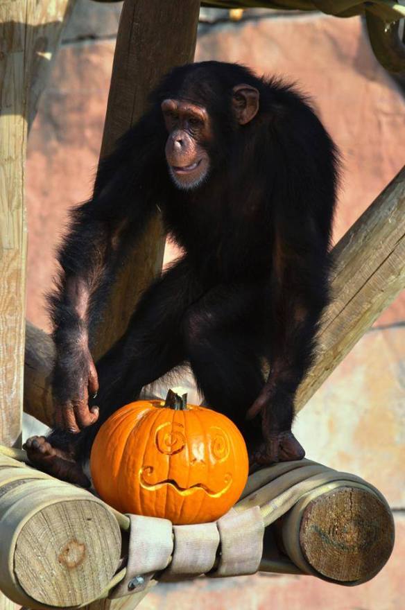 YOM - Catherine Hopkins 2