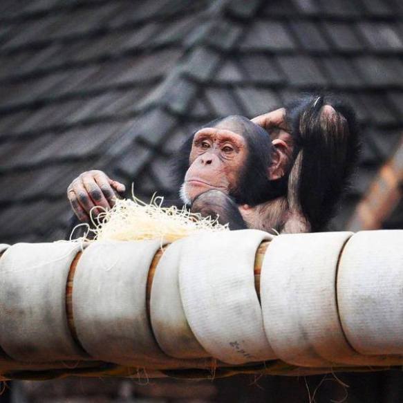 YOM - Catherine Hopkins