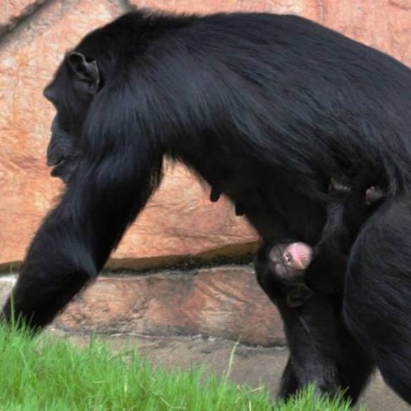 YOM - Jumoke and mom - Catherine Hopkins