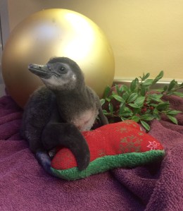 penguin-chick
