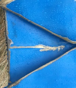 Kevin Box's DANCING PONY